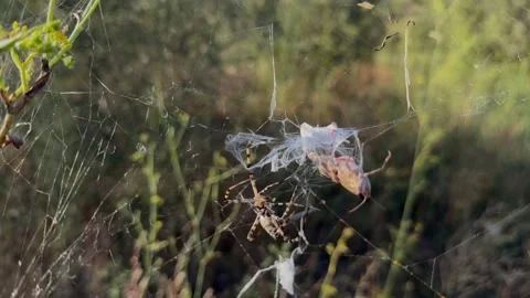 Mercyless Spider in Action: Wrapping a Helpless Grasshopper Trapped in Its Silk Stock Footage 316731514