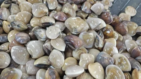 Meretrix clams Stock Footage 314297895