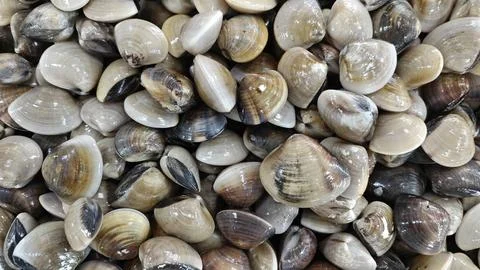 Meretrix clams 스톡 사진
