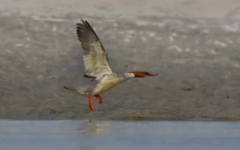 Merganser bird Stock Photos