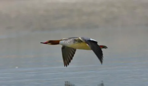 Merganser duck Stock Photos
