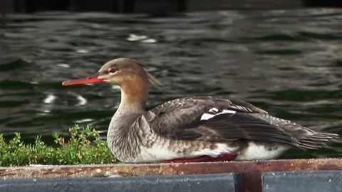 Merganser duck resting on jetty Video stock 291798213