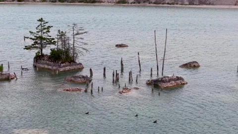 Merganser ducks swim among tiny tree covered rock islets and old trunks in Stock Footage 344008854