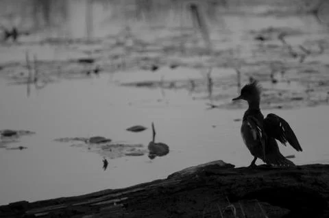 Merganser Stock-Fotos