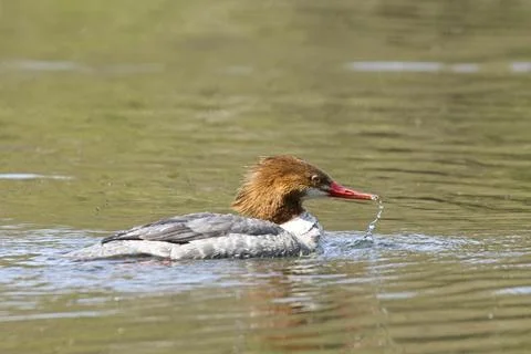 Merganser with water falling off bill. Stock Photos