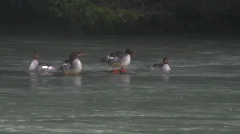 Mergansers Stock Footage 9051502