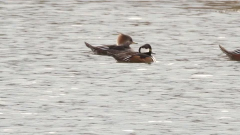Mergansers swimming from camera right to camera left on lake - 1080p tripod Vídeo Stock 98152437