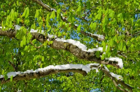 Merged seasons, snowfall in spring Stock Photos