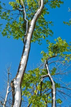 Merged seasons, snowfall in spring Stock Photos