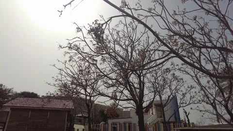 The merging of tree branches with the sky in autumn Video stock 219581078
