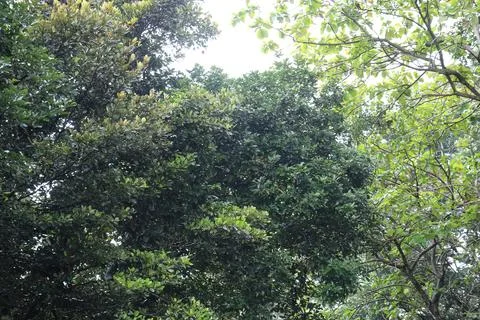Merging Treetops Forming Elevated Canopy. Foto stock
