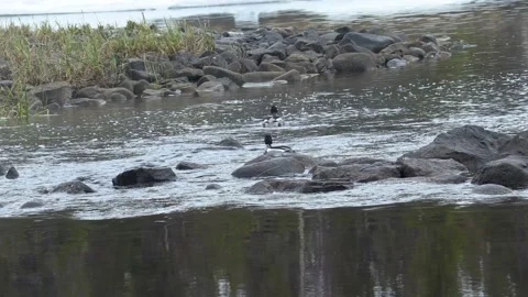 Mergus 動画素材 194031654