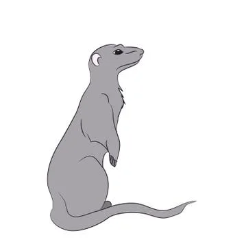 Mericata sits, vector Stock Illustration