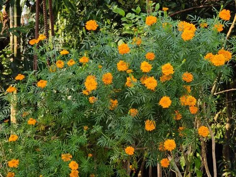 Merigold Flowers Stock Photos