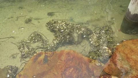 MERIMBULA STINGRAY 動画素材 163220934