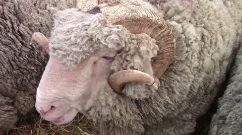 Merino ram sheep Video stock 57099787