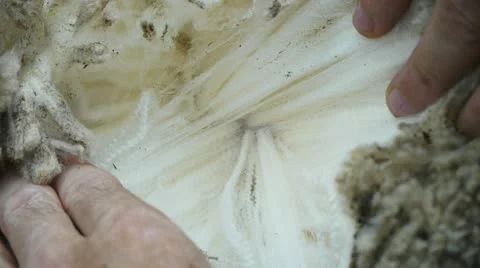 Merino sheep close up Vidéo 22235801