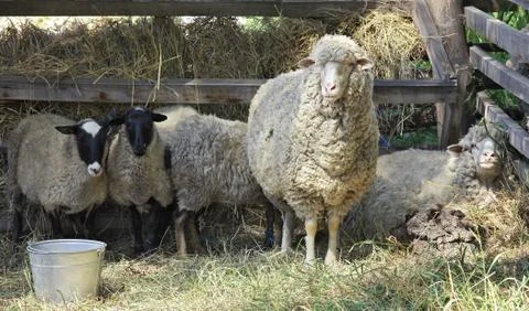 Merino sheep Stock Photos