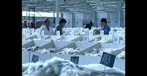 Merino Wool Sorting and Grading for Export – Australia (1983) Stock Footage 310484867