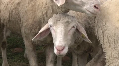 Merinolandschaf sheep Stock Footage 49966942