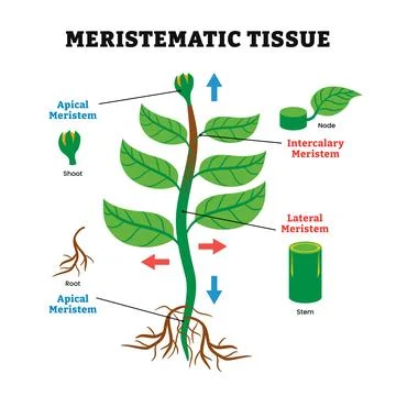 Meristematic Tissue system structure anatomy, labeled apical meristem, inte.. Stock-Illustration