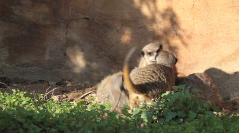 Merkat Stock Footage 32942286