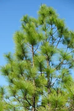 Merkus pine Stock Photos