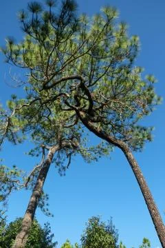 Merkus pine Stock Photos