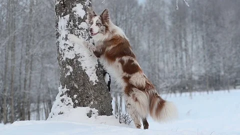 Merle border collie in a cold winter day Stock Footage 70960474