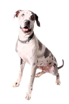 Merle Great Dane Stock Photos