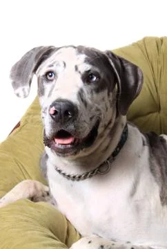 Merle Great Dane Stock Photos