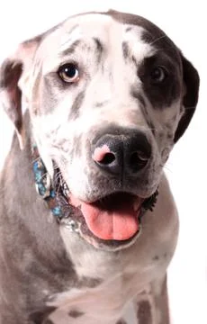 Merle Great Dane Foto stock