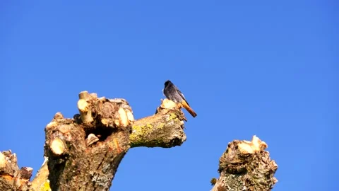 Merle a Plastron Perched on Tree Branch Stock Footage 234929933