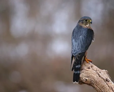 Merlin Back Stock Photos