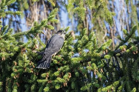 Merlin bird Stock Photos