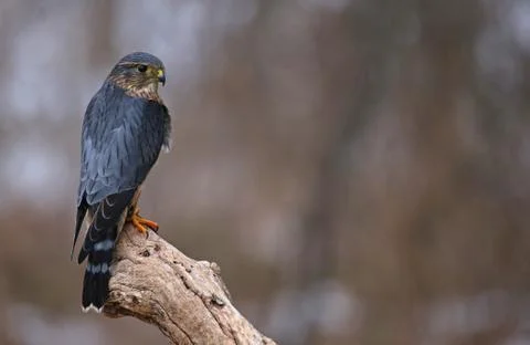 Merlin Copyspace Stock Photos