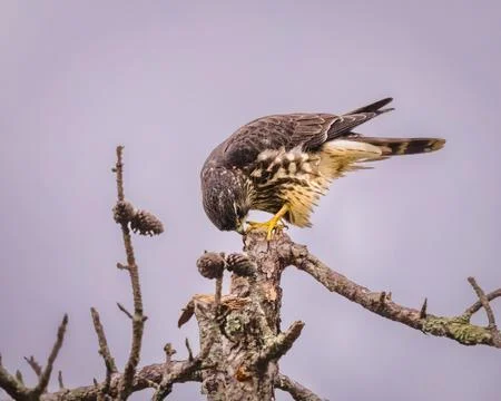 Merlin falcon perched on a bare tree branch 스톡 사진