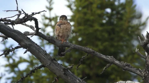 Merlin falcon sitting on a branch Stockbeeldmateriaal 243227734