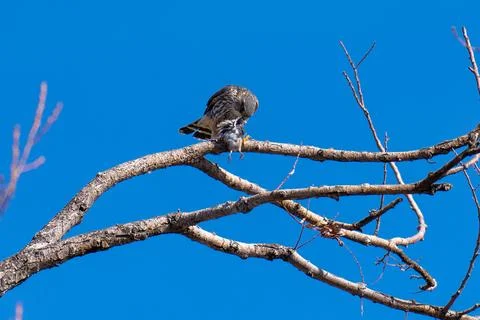 Merlin with its catch Stock Photos