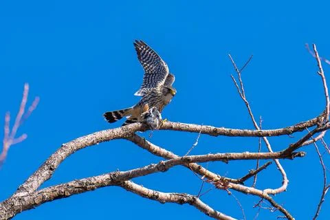 Merlin with its catch Stock Photos