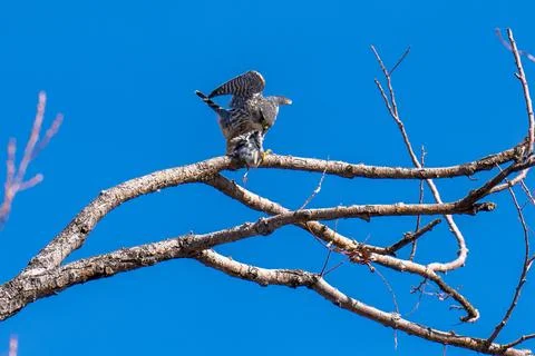 Merlin with its catch Stock Photos
