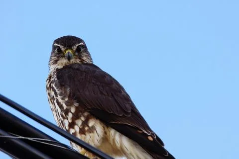 Merlin looking at camera Stock Photos