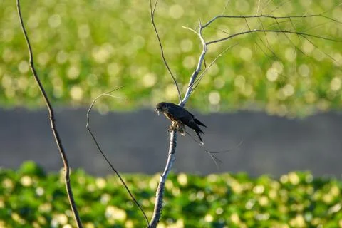 Merlin perching on the branch. Foto stock
