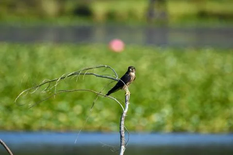 Merlin perching on the branch. Stock Photos