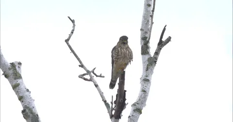 Merlin regurgitates a pellet Stock Footage 228895647