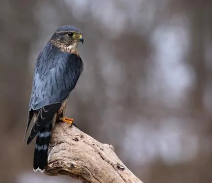 Merlin Sideview Stock Photos