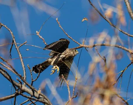 Merlin taking flight Stock Photos