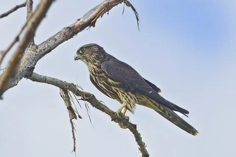 Merlin in a tree on a branch. Stock Photos