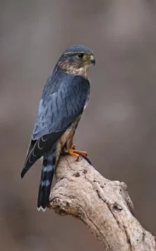 Merlin View Stock Photos