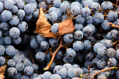 Merlot clusters and leaf Stock Photos